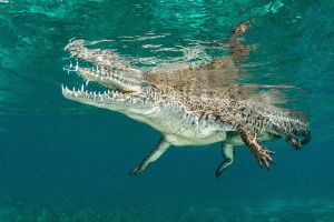 Saltwater crocodile by Paul Colley 